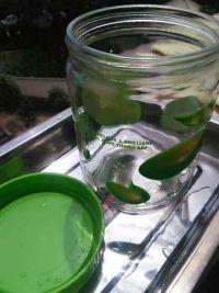 糖醋子姜的做法步骤10