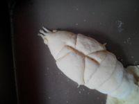 小龙虾面包#妙搭新食尚#的做法步骤11