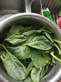 清炒木耳菜的做法步骤1