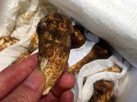 松茸蒸蛋的做法步骤2