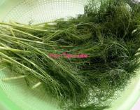 茴香肉馅生煎包的做法步骤4