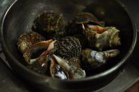 温拌海螺的做法步骤1