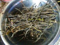 干豆角烧肉的做法步骤1