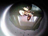 排骨烧红萝卜的做法步骤3