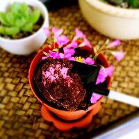 盆栽冰激凌的做法步骤10