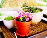 盆栽冰激凌的做法步骤9